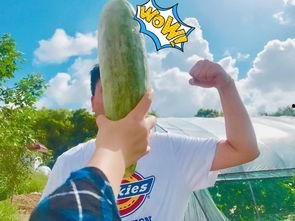 娱乐吃瓜718网红瓜,娱乐吃瓜盛宴,揭秘网红圈幕后故事