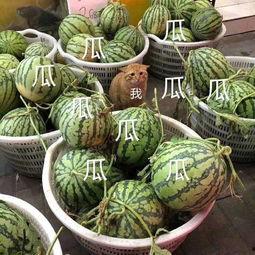 娱乐市场有瓜吃吗,揭秘那些你不知道的幕后故事