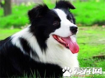 娱乐吃瓜酱牧羊犬,揭秘牧羊犬背后的故事
