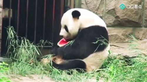 娱乐圈吃瓜熊猫胖胖